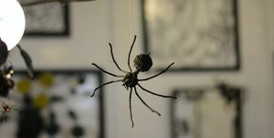 hogyan lehet megszabadulni a pókoktól
