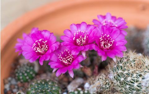 rózsaszín kaktusz virág