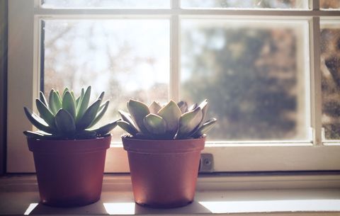 pozsgás növények napos ablakban